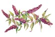 Amaranth, Rich in protein and iron, superfoods conception, watercolor illustration
