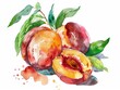 Peach, Rich in vitamins A and C, supports skin health, superfoods conception, watercolor illustration