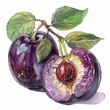Plum, High in antioxidants and vitamin C, may aid digestion, superfoods conception, watercolor illustration