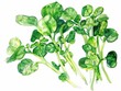 Watercress, Low in calories and high in vitamins K and C, superfoods conception, watercolor illustration
