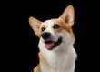 A cheerful Pembroke Welsh Corgi dog with a bright expression against a black background. The dog's lively eyes and open mouth suggest a playful and friendly disposition