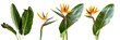 © SRITE KHATUN - set of pairings of bird of paradise flowers with banana palm leaves, isolated on transparent background