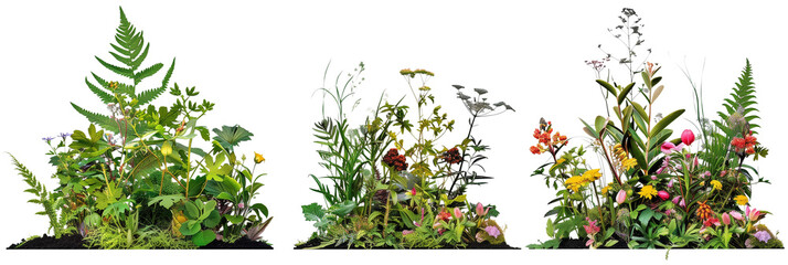 set of scenes of wildflowers with ferns and lush greenery, isolated on transparent background