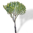 © Antonios - Candelabra tree: a species of Spurges, its botanical name is Euphorbia ingens.