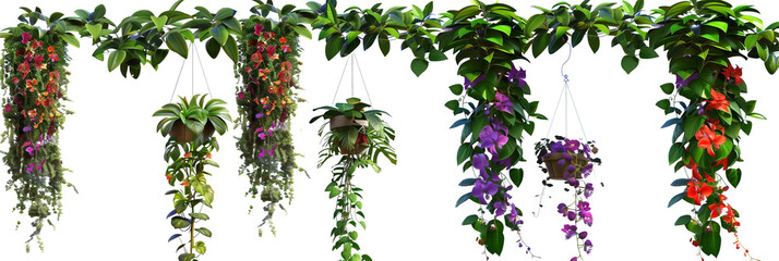 Wall Mural - set of tropical vine creepers with colorful flowers, hanging from high tree canopies, isolated on transparent background