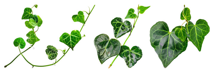 Wall Mural - set of creepers with heart-shaped leaves, perfect for romantic garden settings, isolated on transparent background