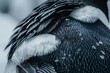 Detailed view of the intricate patterns and textures of a black and white birds feathers, A close-up of a penguin's black and white feathers