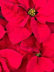 Poinsettia euphorbia pulcherrima christmas star plant