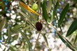 Ripening olives on a branch of an olive tree for publication, design, poster, calendar, post, screensaver, wallpaper, cover, website. High quality photo