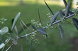 Blooming olive branch with emerging buds on the green background. White olive flowers for publication, poster, calendar, post, screensaver, wallpaper, cover, website. High quality photo