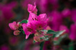 In focus, pink bougainville flowers, with small white flowers in the center. In the background, other flowers, also pink, with leaves and branches. Expressing the perfection of nature.