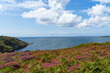Parterre de fougères et bruyères fleuries sur les falaises de la presqu'île de Crozon, dominant la rade de Brest, une symphonie de couleurs naturelles dans ce paysage côtier breton.