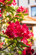 Blooming rhododendron bush in garden on house background, close-up view