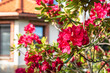 Blooming rhododendron bush in garden on house background, close-up view