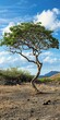 Palo Santo Tree in Tagus Cove, Island. A Stunning Landscape of World