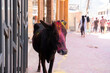 Rishikesh, India, March 2024. Cow with Holi paint on her head.