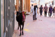 Rishikesh, India, March 2024. Cow with Holi paint on her head.