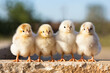 Portrait of small baby chickens on a stone fence, on a ranch in the village, rural surroundings on the background of spring nature