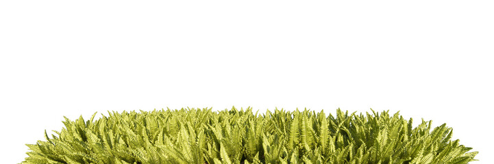 Wall Mural - Ferns and shrubs isolated