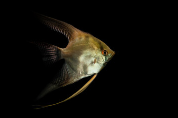 Wall Mural - Angelfish swimming under soft light. Black background. 