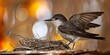 © Ян Заболотний - Alpine swift Apus melba feeding adult birds near nest under house roof. Concept Bird watching, Nature photography, Alpine swift, Nesting behavior, Wildlife observation