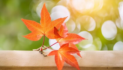 Poster - close up of nature view orange red maple leaf on blurred greenery background under sunlight with bokeh and copy space using as background natural plants landscape ecology wallpaper concept