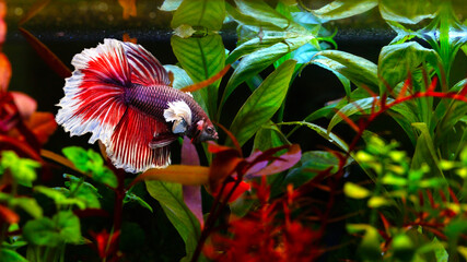Wall Mural - Betta fish with its wonderful colors. Nature background. Betta splendens.