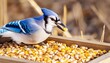 a blue jay picking corn under the feeder