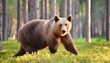 brown bear in summer forest