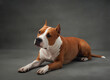 A poised American Staffordshire Terrier dog lies elegantly on a grey studio backdrop, its gaze alert and dignified, capturing a regal essence