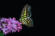 Colorful spotted tropical butterfly on purple lilac flowers isolated on black. Copy space. Graphium agamemnon butterfly. Green-spotted triangle. Tailed green jay.