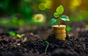 Sticker - Tree growing on stack of coins. A stack of gold coins with green leaves growing from the top