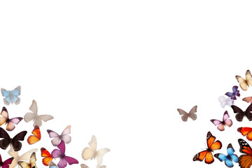 Poster - PNG  Butterflies butterfly animal insect. 