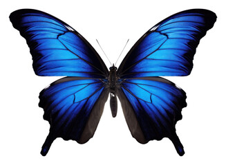 PNG Dark blue butterfly animal insect white background.