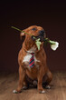 A charming Staffordshire Bull Terrier holds a white rose in its mouth, wearing a striped necktie in a studio setting