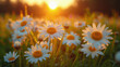A landscape of white daisy blooms in a field against the setting sun at golden hour