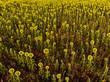 Field of blooming sunflowers, Provence France. Aerial view