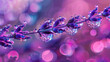 High Saturation View of Dew-Covered Lavender Drops
