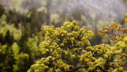 Wall Mural - Yellow leaves on a tree in the mountains