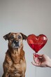 Blood transfusion service for animals, blood donation, Photo, Dog, Red heart, Drip, White background, Pet care, Emergency assistance, Cats, Dogs, Urgent veterinary care.