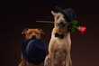 A Thai Ridgeback and a Staffordshire Bull Terrier playfully engage in a staged scene, with the Ridgeback donning a classic black hat and gently holding a red rose