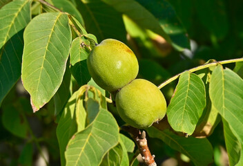 Wall Mural - Walnut tree (Juglans regia) with fruit