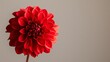 Vibrant red dahlia flower on warm background
