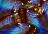 Fototapeta Motyle - Wings of a Morpho butterfly. Pattern of tropical butterfly wings