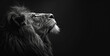Black and white lion portrait on black background, high resolution photography