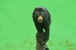 A young sun bear stands on a stone pillar against a green background at a zoo