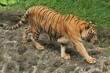 A Bengal tiger walks on the rocks at a zoo