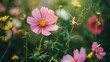 Pink cosmos flower on a green backdrop with summer wildflowers
