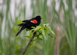 red-winged blackbird singing
