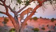 leopard panthera pardus climbing in a tree in the late afternoon in mashatu game reserve in the tuli block in botswana